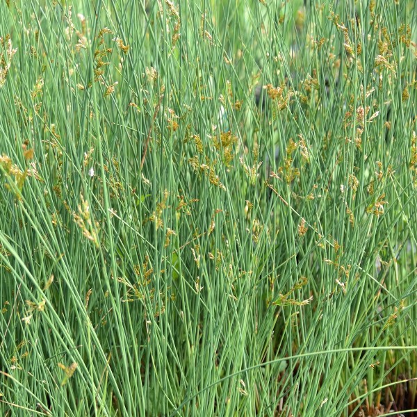 Juncus inflexus Hydro