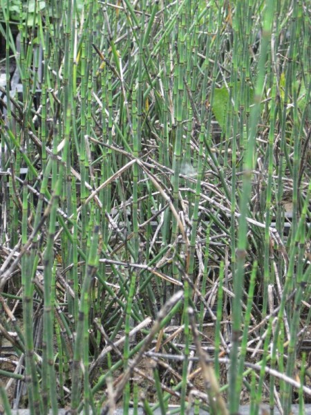 Equisetum hyemale robustum, Teichschachtelhalm