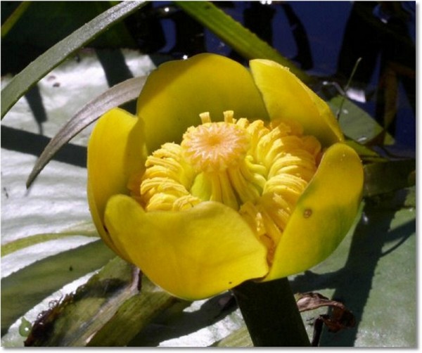 Nuphar lutea