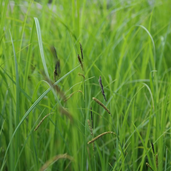 Carex acuta, Sumpfsegge