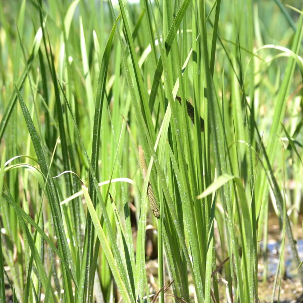 Acorus calamus Hydro