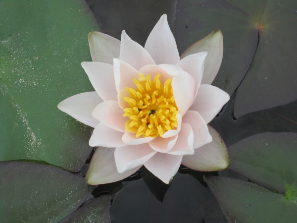 Nymphaea Dr. Antonio Capelletto