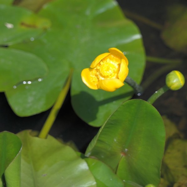 Nuphar pumila