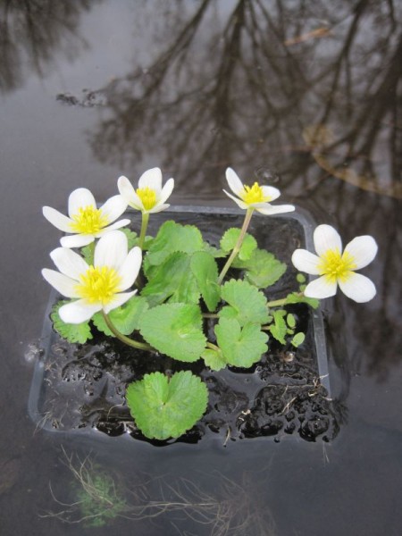 Caltha palustris alba, weiße Dotterblume