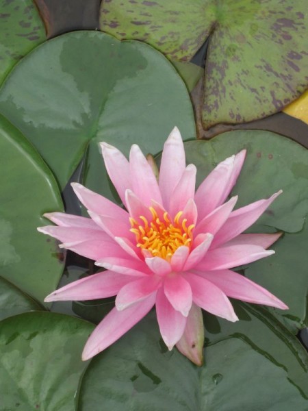 Nymphaea American Star