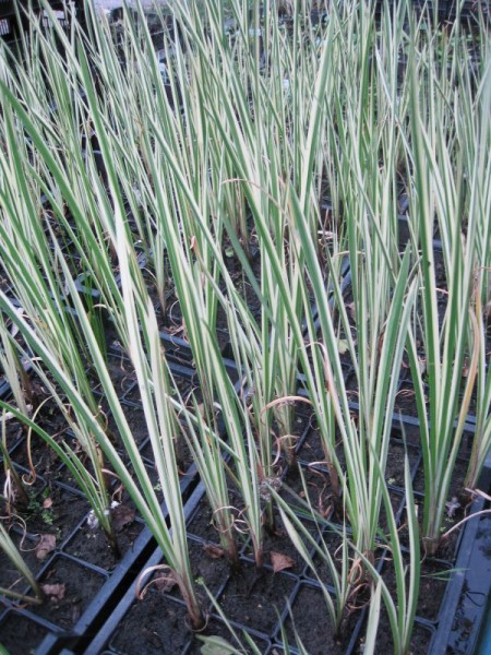 Acorus calamus "Variegatus", Gestreifter Kalmus