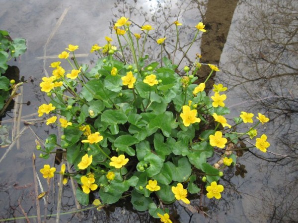 Caltha palustris, Gehörnte Sumpfdotterblume