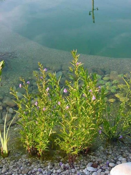 Mimulus ringens, Gauklerblume blau