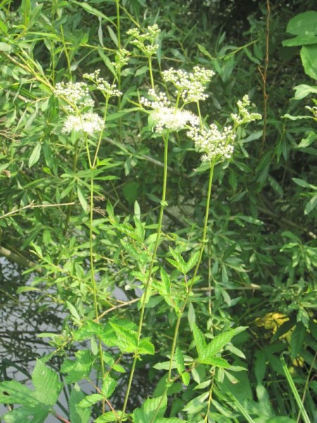 Filipendula ulmaria, Mädesüß