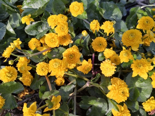 Caltha palustris Monstrosa