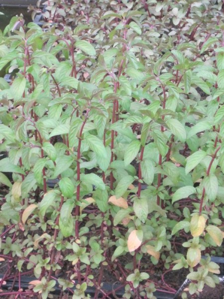 Mentha aquatica, Wasserminze