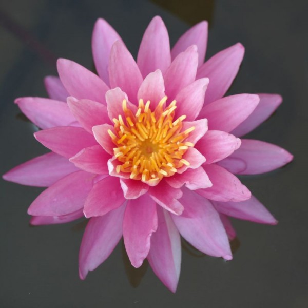 Nymphaea Viviparous Pink