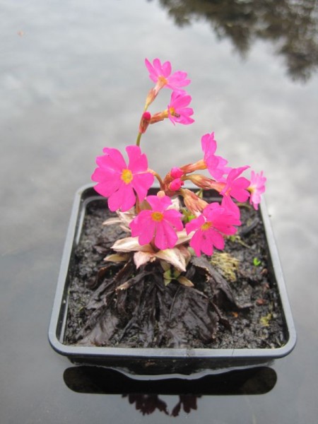 Primula rosea, Sumpfprimel