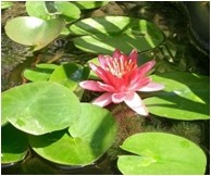 Nymphaea Pygmaea rubra