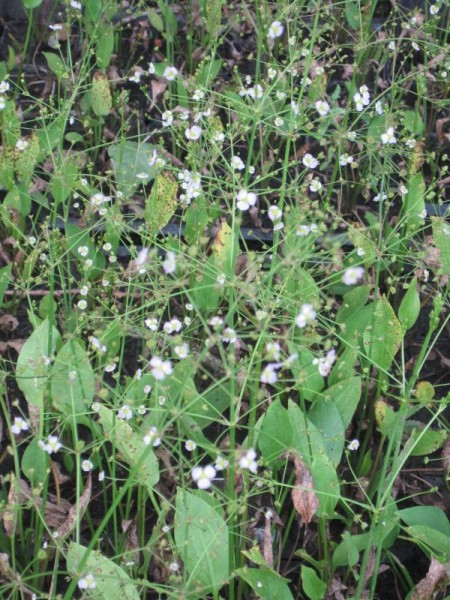 Alisma plantago aquatica, Froschlöffel