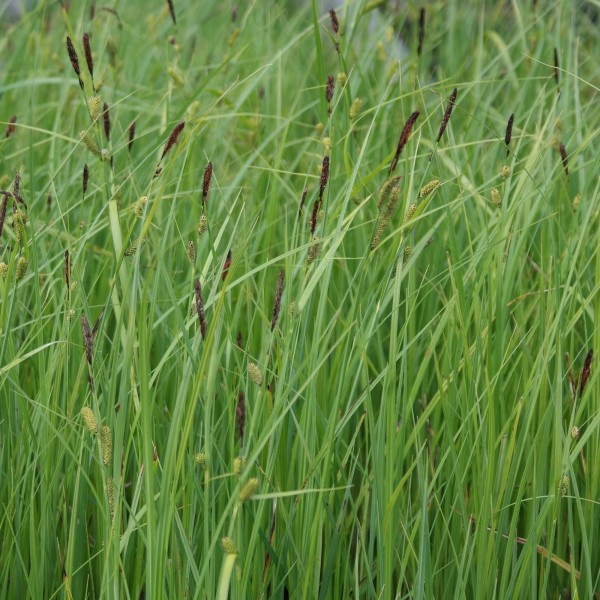 Carex acutiformis, Sumpfsegge