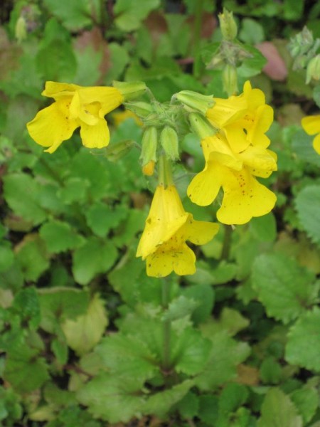 Mimulus luteus, Gauklerblume gelb