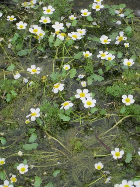 Ranunculus trichophyllus, Unterwasserhahnenfuß