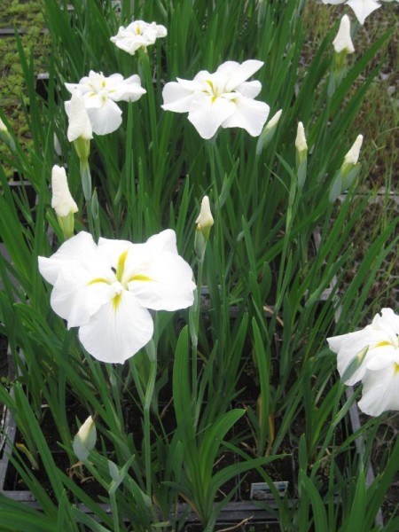 Iris ensata alba, Iris weiß